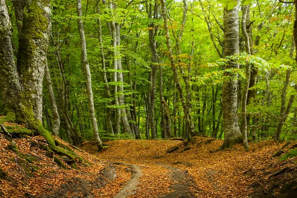 Осенний Лес Покрытый Красными Сухими Листьями Естественный Сезонный Фон — стоковое фото