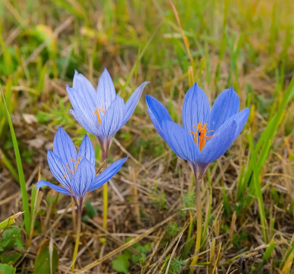 Closeup Heap Wild Crocus Flowers Green Grass Beautiful Natural Flower — Stock Photo, Image