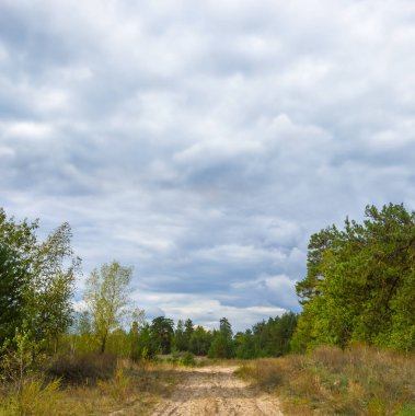 sandy ground road in a forest under dense cloudy sky
