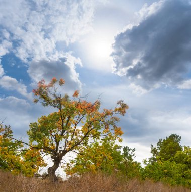 alone red dry oak tree stay on forest glade under cloudy sky