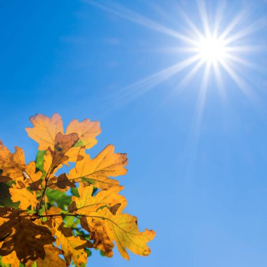 closeup red dry oak tree on blue sky background at sunny day