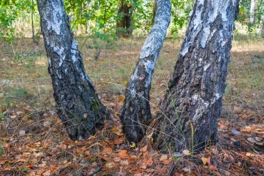 closeup birch tree grove with red dry leaves