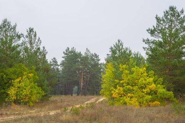 sandy ground road in a forest under dense cloudy sky