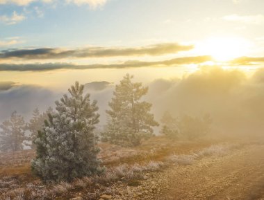 winter fir tree forest in mist at the dramatic sunset