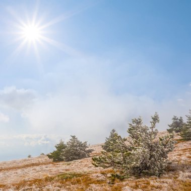 pine forest in winter mountain valley at sunny day