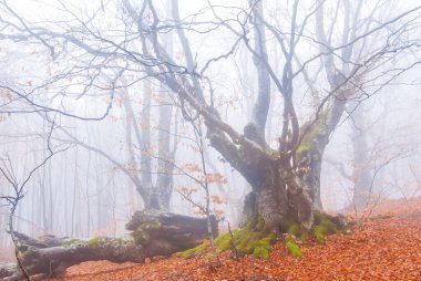 winter misty forest in snow, natural outdoor background