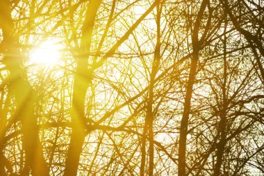 sparkle sun push through the tree silhouette, natural forest background