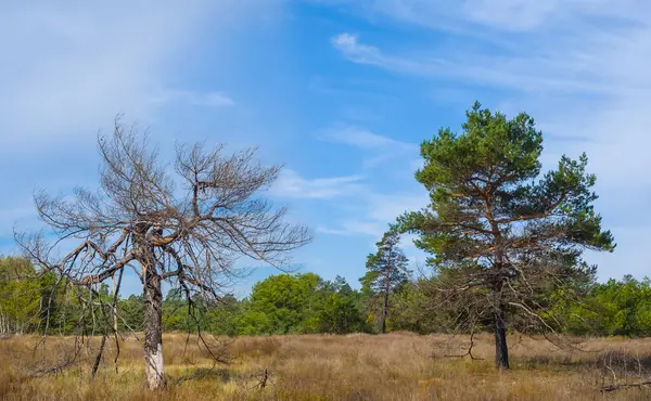 Pine Trees Growth Forest Glade — Zdjęcie stockowe