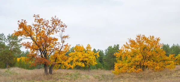 Red Dry Oak Tree Grove Quiet Autumn Day — Zdjęcie stockowe