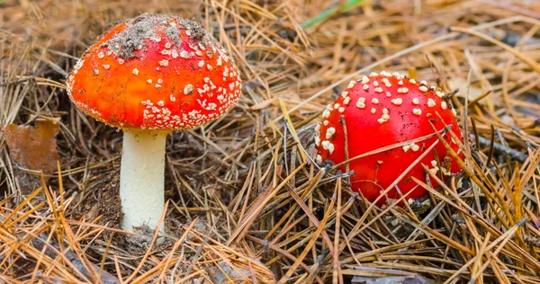 Closeup Pair Red Flyagaric Mushroom Forest —  Fotos de Stock