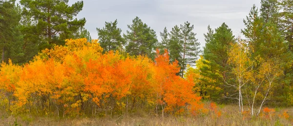 Red Dry Aspen Tree Grove Quiet Autumn Day — 스톡 사진