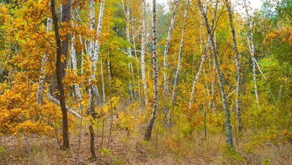 Red Dry Oak Tree Grove Quiet Autumn Day — Foto de Stock