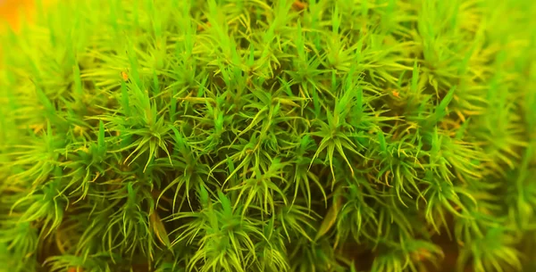 Closeup Green Moss Growth Forest — Stock Photo, Image