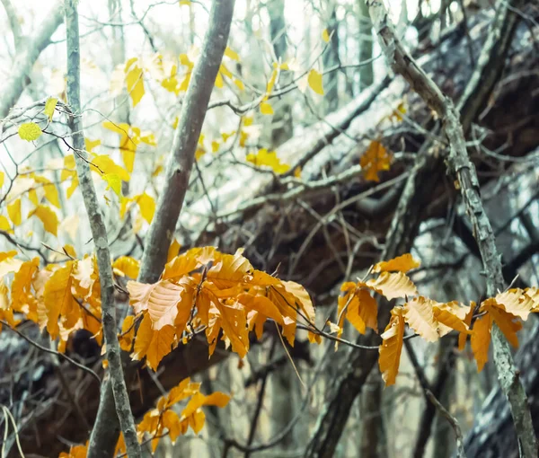 Closeup Tree Branch Red Dry Leaves Colorized Natural Background — Stockfoto