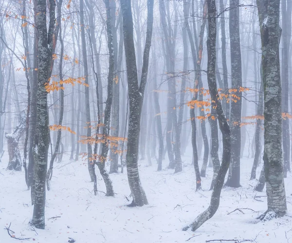 Winter Snowbound Forest Mist Natural Seasonal Background — Stok fotoğraf