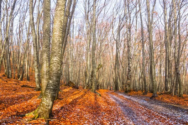 Ground Road Autumn Beech Forest Covered Red Dry Leaves — Foto Stock