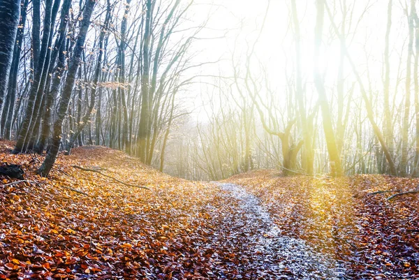 Осенний Лес Покрытый Красными Сухими Листьями Свете Солнца Осенний Сезонный — стоковое фото