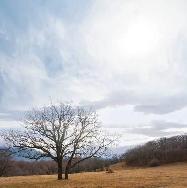 Alone Dry Tree Mountain Valley Dense Clouds — Stock Photo, Image