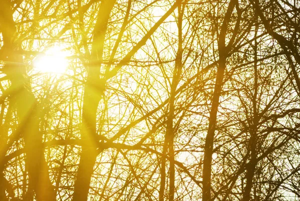 Sparkle Sun Push Tree Silhouette Natural Forest Background — Fotografia de Stock