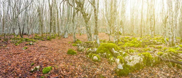 Autumn Beech Forest Covered Red Dry Leaves — Stok fotoğraf