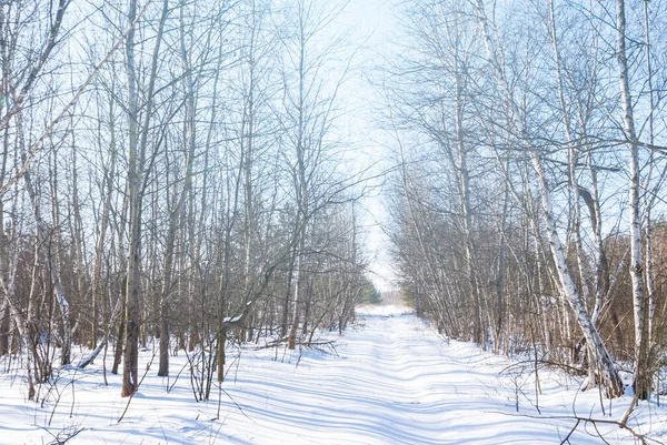 Сільська Дорога Через Зимовий Сніговий Березовий Гай — стокове фото