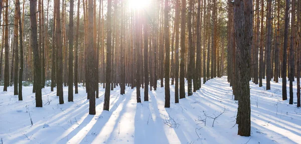 Invierno Nevado Bosque Resplandor Luz Del Sol Brillante — Foto de Stock