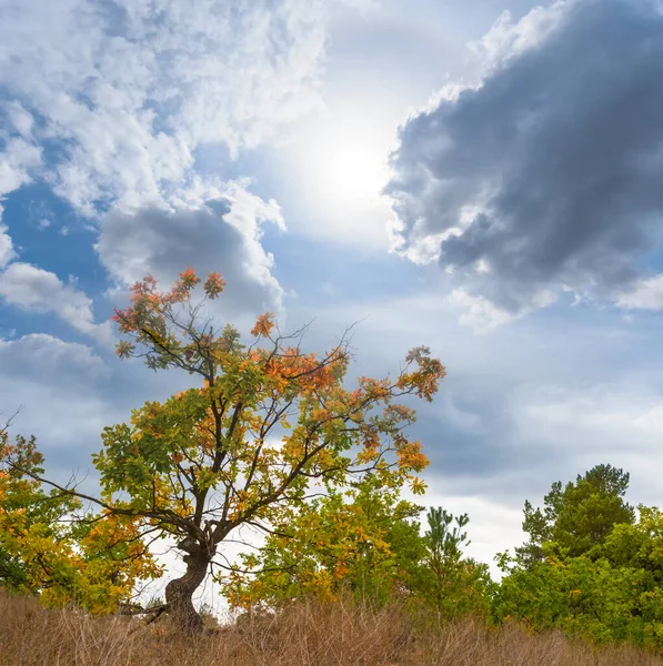 Alone Red Dry Oak Tree Stay Forest Glade Cloudy Sky Stock Photo