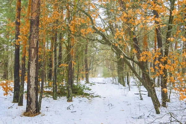 snowbound rural road through the forest, seasonal natural background