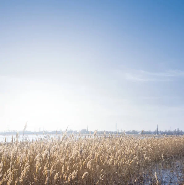 Lake Covered Reed Grass Sunny Day — 스톡 사진