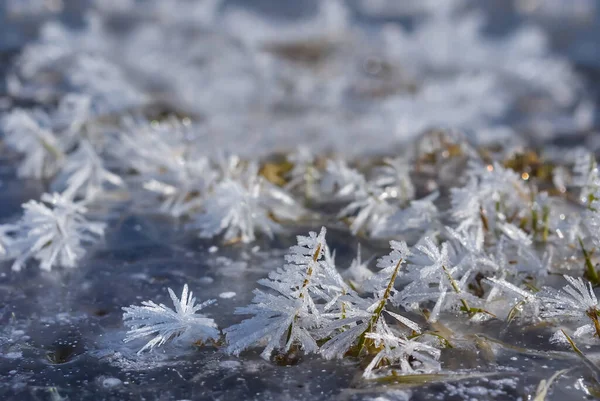 closeup frozen grass in ice, winter natural plant background