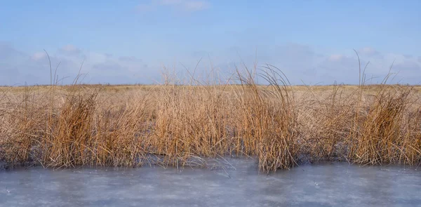 Frozen Small Lake Prairie Reed — 图库照片