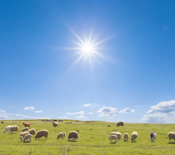 Sheep Herd Graze Green Pasture Sunny Day — Zdjęcie stockowe