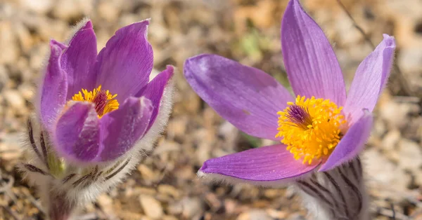 closeup wild crocus flowers in prairie, beautiful natural flower background