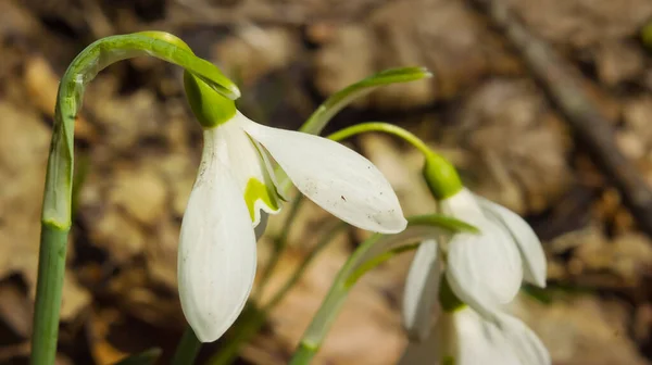 Closeup White Snowdrop Flowers Forest Spring Natural Background — Stock Photo, Image