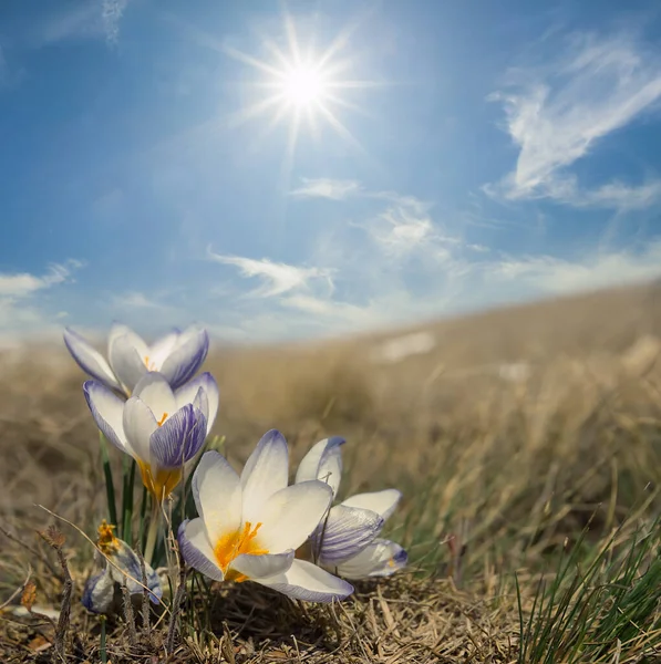 Wild Crocus Flowers Grass Hill Slope Sunny Day —  Fotos de Stock