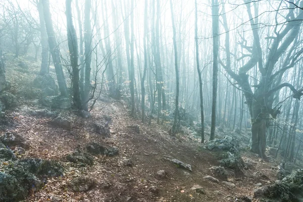 Misty Forest Growth Mountain Slope Light Sparkle Sun — Fotografia de Stock