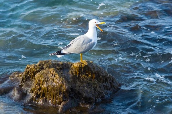 Closeup White Seagull Sit Stone Emerald Sea — Stockfoto