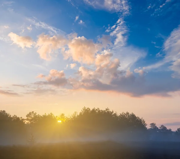 Лісова Галявина Тумані Заході Сонця Красивий Природний Фон Заходу Сонця — стокове фото