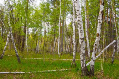 green birch tree forest glade, beautiful natural summer scene