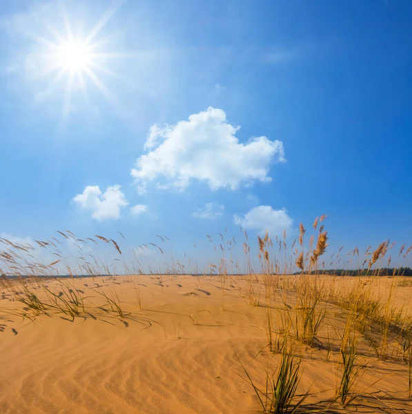 Sandige Prärie Heißen Sonnigen Tag Sandige Wüste Natürliche Szene — Stockfoto