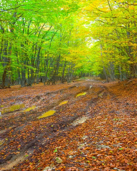 dirty ground road among forest covered by red dry leaves, autumn forest scene
