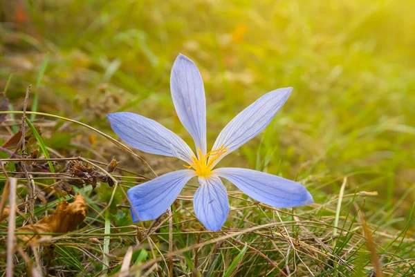 Detailní Záběr Sám Divoký Květ Mezi Trávou Slunci — Stock fotografie