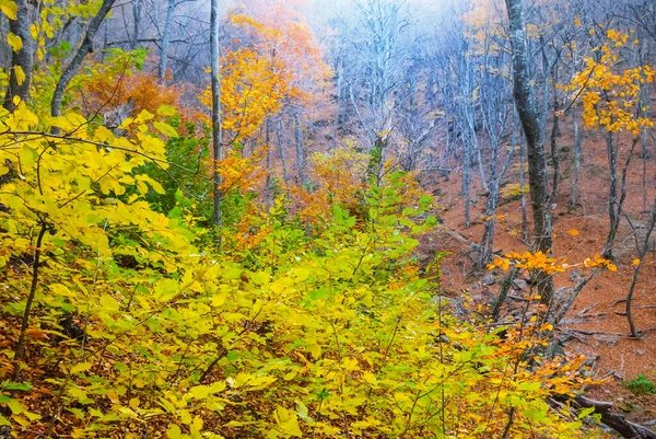 Red Autumn Forest Blue Mist Natural Seasonal Background — Stock Photo, Image