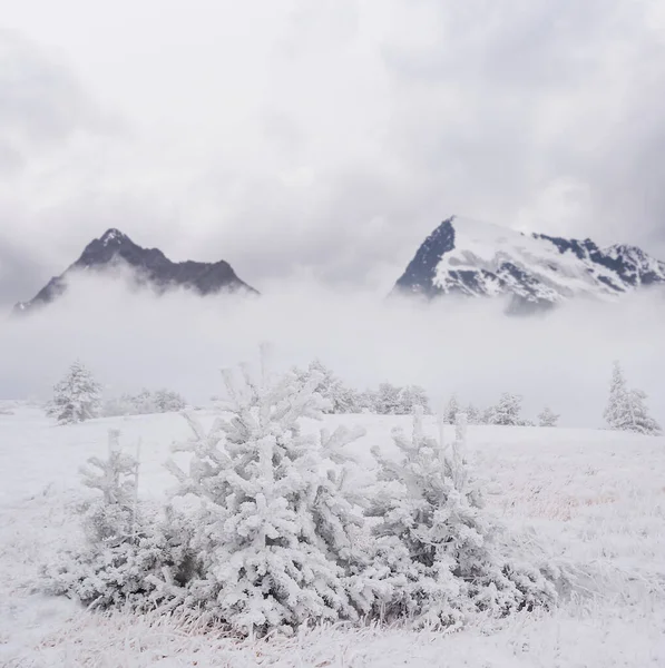 snowbound mountain valley with pine forest in dense mist and clouds