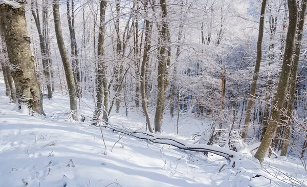 Primer Plano Bosque Invierno Nieve — Foto de Stock