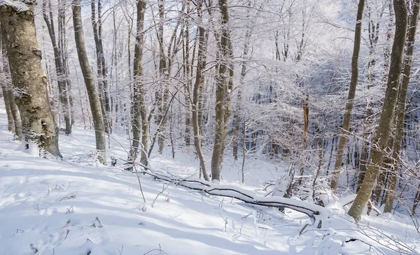 Närbild Vinterskog Snö — Stockfoto