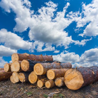 Kapalı ağaç gövdesi yığını Mavi bulutlu gökyüzünün altında
