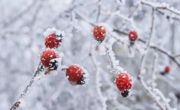 Detailní Červená Dozrávání Briar Keř Sněhu — Stock fotografie