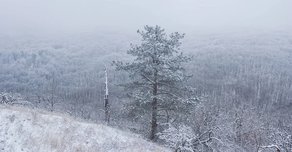 Vale Montês Nevado Com Floresta Pinheiros Densa Névoa Nuvens — Fotografia de Stock