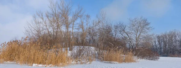 Gros Plan Forêt Hiver Dans Neige — Photo